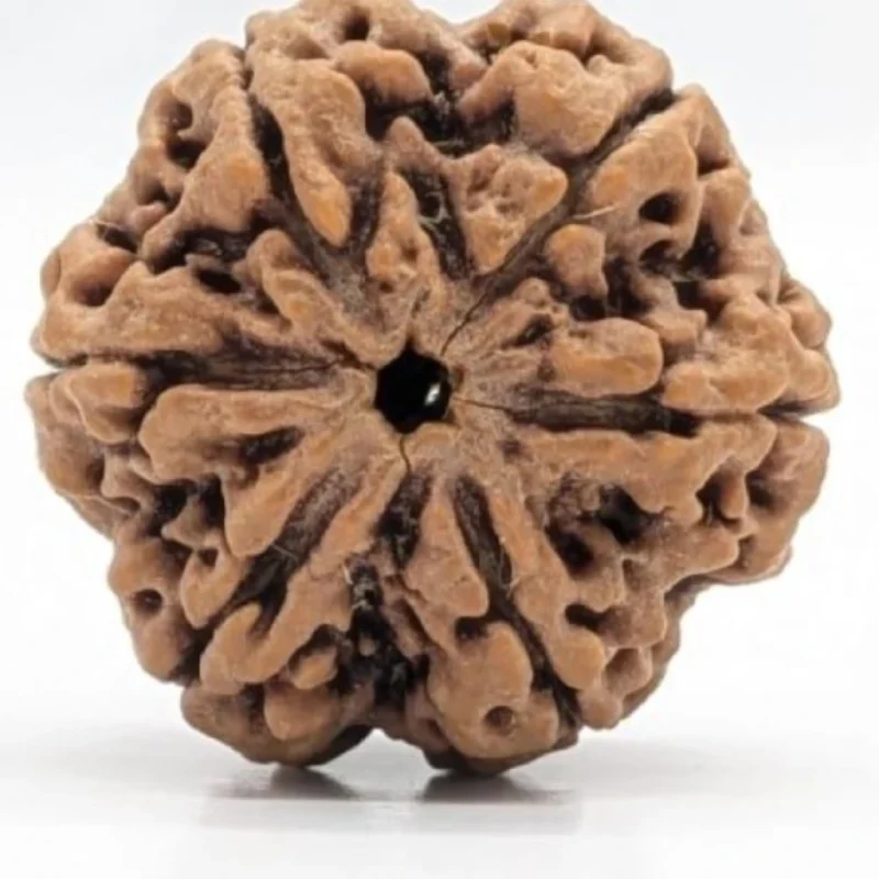 Six Mukhi Rudraksha from Nepal