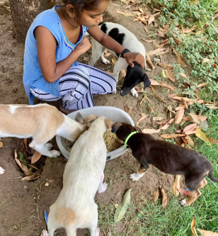 🤝  Collaboration for Compassion: Arun Raj Foundation Supports Animal Welfare with Me & My Human Foundation
