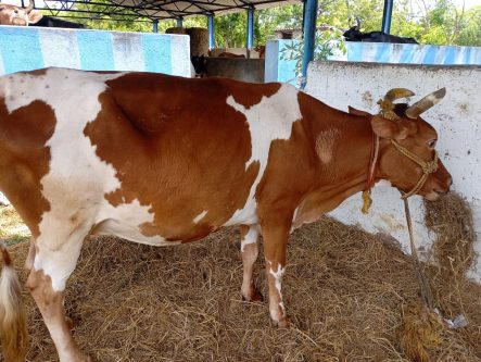 🐄 Arun Raj Foundation Adopts 7-Year-Old Cow “Annapurna” from Sadhana Goshala