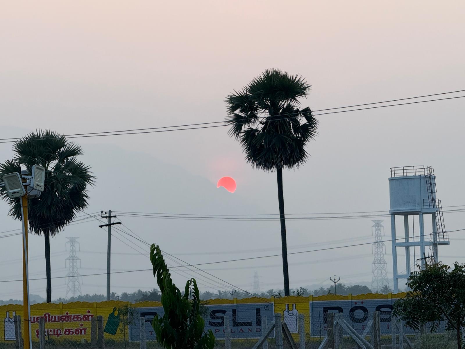 Dawn in Tamil Nadu — the sun rising behind palmyra palms. (Photo: Author)