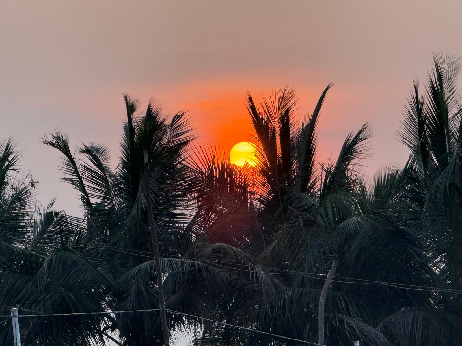 Surya's last rays filtering through coconut palms in South India. (Photo: Author)